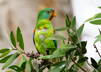 swift-parrot.png