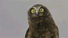 received_1311100082607396.gif